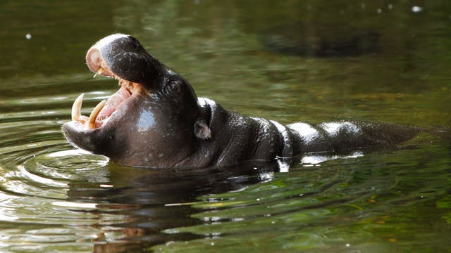 Ein graubraunes Zwergflusspferd reißt herzhaft das Maul auf, so dass die rosige Schleimhaut sowie die spitzen Eckzähne zu sehen sind. Das Tier steht halb bedeckt im Wasser, der Kopf ragt ganz daraus hervor. Um den Körper des Tieres breiten sich kleine konzentrische Wellen im Wasser aus.