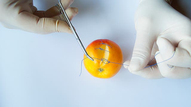 Zwei Hände in weißen Handschuhen vernähen mit einem blauem Faden einen Spalt in einem Apfel. Die Szene zeigt eine Übung zur Nahttechnik, die in medizinischen Schulungen verwendet wird.
