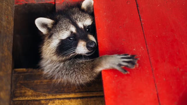 Ein Waschbär spitzt mit seinem Kopf und einer Pfote aus einer roten Holzkiste. Das Tier blickt in die Kamera.