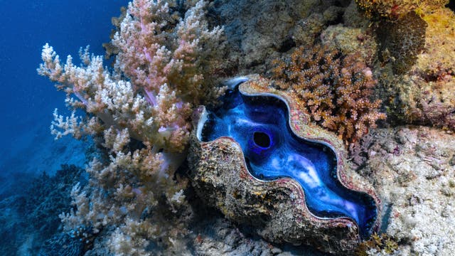 Eine riesige Muschel im Great Barrier Reef