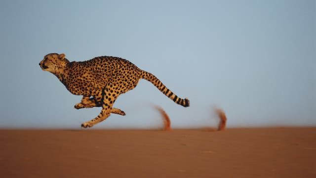 Ein Gepard sprintet mit hoher Geschwindigkeit über eine sandige Fläche, wobei seine Beine in der Luft sind und Staub hinter ihm hochstiebt. Der Hintergrund ist ein klarer blauer Himmel. Dieses Bild zeigt die beeindruckende Geschwindigkeit und Eleganz des Gepards in seiner natürlichen Umgebung.