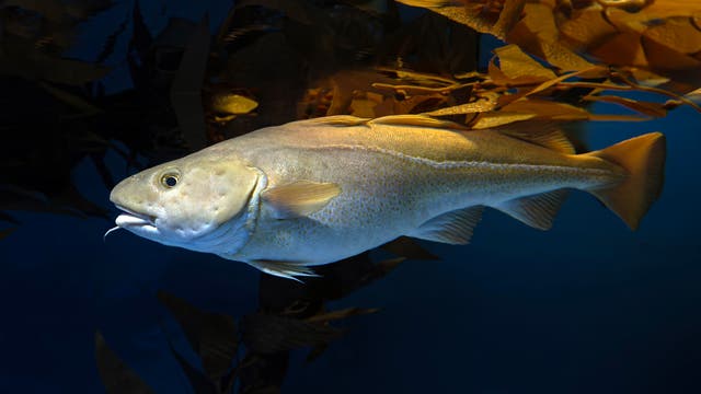 Ein großer Kabeljau schwimmt in einem dunklen, blauen Ozean, umgeben von braunen Algen. Der Fisch ist gut beleuchtet, was seine glatte, silbrig-graue Haut und die markanten Flossen hervorhebt. Im Hintergrund sind die Algenblätter detailliert sichtbar, die eine natürliche Umgebung schaffen.
