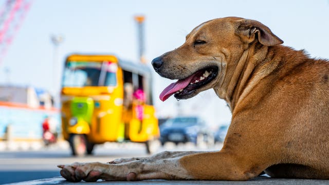 Ein brauner Hund liegt entspannt auf einem Bürgersteig, während im Hintergrund ein gelbes Tuk-Tuk vorbeifährt. Der Hund hat die Zunge herausgestreckt und wirkt zufrieden. Die Szene spielt sich in einer städtischen Umgebung ab, mit verschwommenen Gebäuden und Fahrzeugen im Hintergrund.
