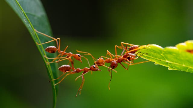 Mehrere Ameisen hängen sich aneinander, um eine Lücke zwischen zwei Blättern zu überwinden.