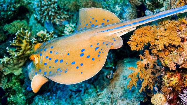 Der Blaupunktrochen ist ein Knorpelfisch mit zahlreichen strahlend blauen Punkten auf der grauen Haut. Hier schwimmt er durch ein Korallenriff, das vom Licht eines Fotografen beleuchtet wird.