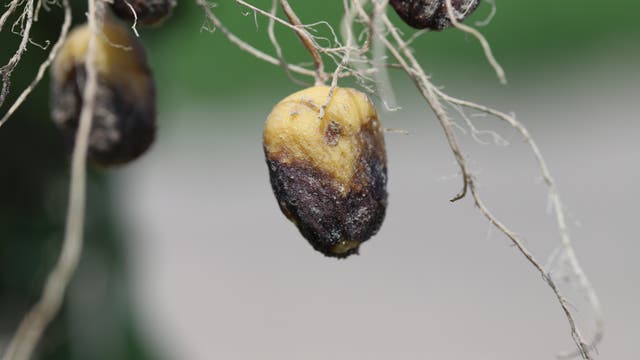 Eine faule, verschrumpelte Kartoffel mit schwarzen Flecken hängt an einer Wurzel. Im Hintergrund sind verschwommen weitere vergammelte Kartoffeln erkennbar.