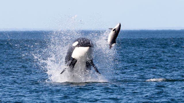 Ein Orca springt aus dem Wasser und schleudert eine Robbe in die Luft. Im Hintergrund erstreckt sich der blaue Ozean bis zum Horizont. Rechts im Bild sind die Rückenflossen weiterer Orcas zu sehen. Die Szene zeigt die beeindruckende Jagdtechnik der Orcas in ihrem natürlichen Lebensraum.