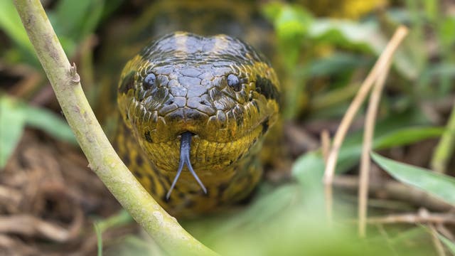 Eine große Schlange mit grünlich-gelber Haut und dunklen Flecken schlängelt sich durch dichtes Gras. Ihr Kopf ist im Vordergrund zu sehen, mit einer gespaltenen Zunge, die aus ihrem Maul ragt. Die Umgebung ist grün und dicht bewachsen, was auf einen natürlichen Lebensraum hinweist.