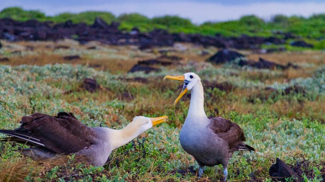Zwei Albatrosse stehen auf einer grasbewachsenen Fläche mit vereinzelten Felsen. Der Vogel links beugt sich nach vorne, während der rechte Vogel mit geöffnetem Schnabel herumsteht. Im Hintergrund sind grüne Büsche und ein bewölkter Himmel zu sehen.