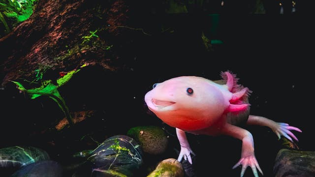 Ein Axolotl schwimmt in einem Aquarium, umgeben von grünen Pflanzen und glatten Steinen. Der Axolotl hat eine helle, rosa Haut und fransige Kiemen. Die Umgebung ist dunkel, was den Axolotl hervorhebt.
