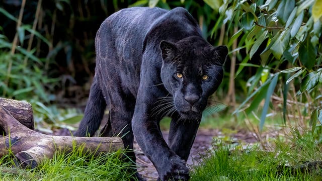 Ein schwarzer Jaguar schleicht durch dichtes, grünes Unterholz. Der Jaguar hat ein glänzendes, schwarzes Fell und fixiert den Betrachter mit seinen gelben Augen. Im Vordergrund sind Gras und ein umgestürzter Baumstamm zu sehen, während im Hintergrund dichte Vegetation das Bild umrahmt.