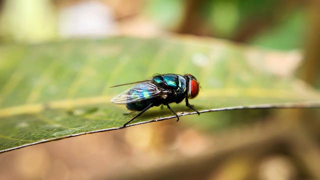 Eine Fliege mit schillerndem, metallisch-blauem Körper und roten Augen sitzt auf einem grünen Blatt. Der Hintergrund ist unscharf, was die Fliege in den Fokus rückt. Die Flügel der Fliege sind transparent und fein strukturiert.