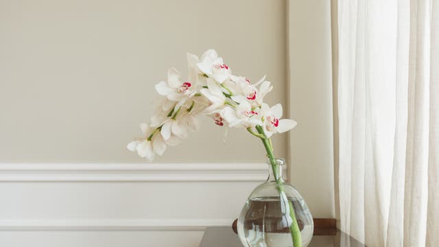 Eine Vase mit Wasser steht auf einem Holztisch, darin sind weiße Orchideen mit rosa Zentren arrangiert. Im Hintergrund ist eine cremefarbene Wand und ein halb geöffnetes, lichtdurchlässiges Vorhang zu sehen. Die Szene wirkt ruhig und elegant.