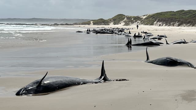 Eine Gruppe von gestrandeten Walen liegt an einem sandigen Strand unter einem bewölkten Himmel. Die Wale sind entlang der Küstenlinie verteilt, während im Hintergrund Dünen und das Meer zu sehen sind. Eine Person steht in der Ferne, was die Größe der Wale im Vergleich zur Umgebung verdeutlicht.