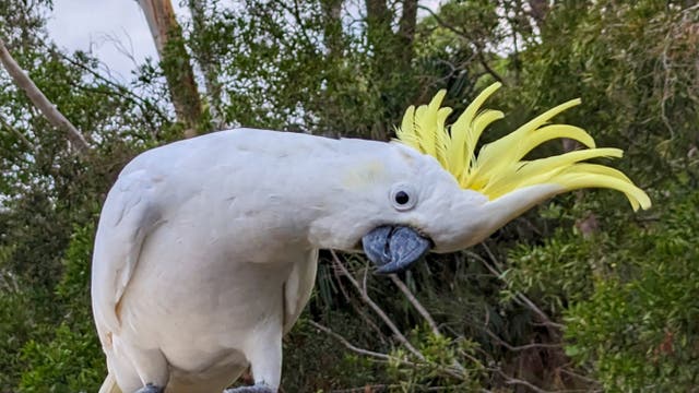 Ein weißer Kakadu mit gelbem Kamm sitzt in einem Waldgebiet. Der Vogel neigt seinen Kopf zur Seite, umgeben von grünen Bäumen und einem bewölkten Himmel im Hintergrund.