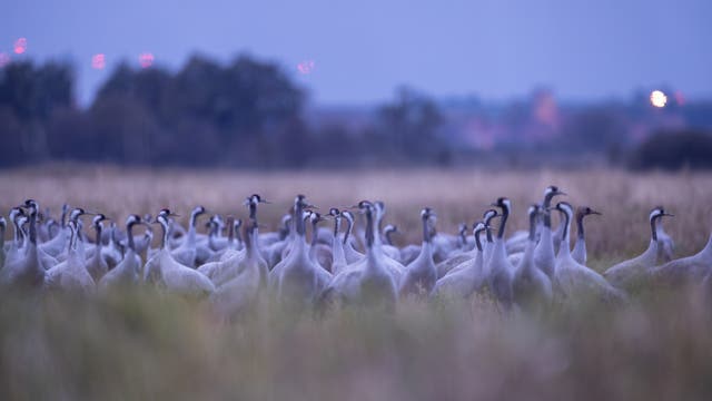 Eine große Gruppe von Kranichen steht auf einem Feld in der Dämmerung. Die Vögel sind in einem offenen Grasland versammelt, während der Hintergrund unscharf ist und Bäume sowie schwache Lichter in der Ferne zeigt. Die Szene vermittelt eine ruhige, natürliche Atmosphäre.