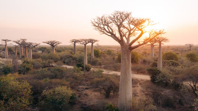Eine Landschaft mit mehreren Baobab-Bäumen, die in einer trockenen, buschigen Umgebung stehen. Die Sonne geht am Horizont unter und taucht die Szene in ein warmes, goldenes Licht. Ein unbefestigter Weg schlängelt sich durch die Vegetation.