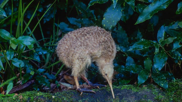 Ein Kiwi-Vogel mit braunem, geflecktem Gefieder steht auf einem moosbedeckten Baumstamm im dichten, grünen Laubwald. Der Vogel beugt sich nach vorne und sucht mit seinem langen Schnabel nach Nahrung im Moos. Die Umgebung ist üppig und feucht, mit verschiedenen Pflanzen und Blättern im Hintergrund.
