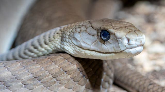 Eine Nahaufnahme einer Schlange, die sich auf einem steinigen Untergrund windet. Die Schuppen der Schlange sind deutlich sichtbar und haben eine beige bis braune Färbung. Die Schlange hat ein wachsames Auge und ist in einer entspannten Position. Die Umgebung ist unscharf, was den Fokus auf den Schlangenkopf legt.
