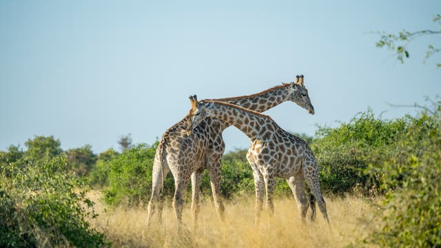 Zwei Giraffen stehen in einer offenen Savannenlandschaft mit trockenem Gras, vereinzelten Büschen und klarem blauem Himmel. Die Giraffen stehen sich nah gegenüber und beugen ihre Hälse zueinander. 