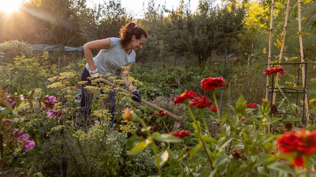 Eine Person arbeitet in einem üppigen Garten bei Sonnenuntergang. Sie trägt Handschuhe und verwendet ein Gartengerät, um den Boden zu bearbeiten. Umgeben von verschiedenen blühenden Pflanzen, darunter rote und violette Blumen, ist die Szene von natürlichem Licht durchflutet, das eine warme Atmosphäre schafft. Im Hintergrund sind Bäume und Sträucher zu sehen.