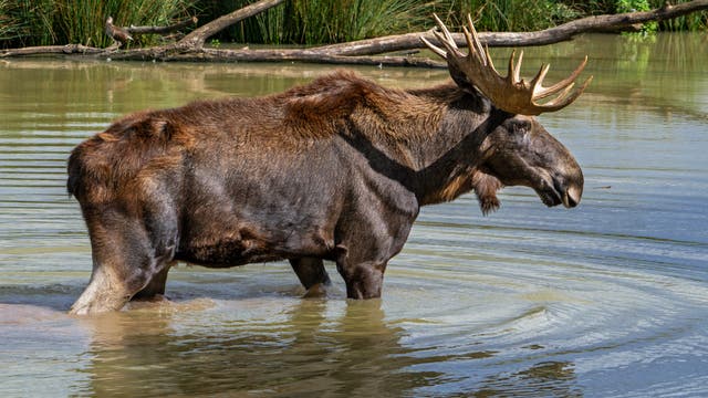 Ein Elch steht im Wasser eines Teiches, umgeben von Schilf und Baumstämmen. Das Tier hat ein großes Geweih und blickt nach rechts. Die Szene zeigt eine ruhige, natürliche Umgebung.