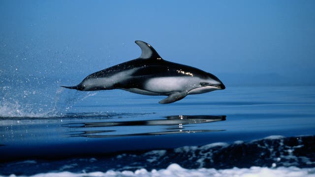 Ein Delfin springt aus dem Wasser in einer ruhigen Meereslandschaft. Der Himmel ist klar und blau, und das Wasser spiegelt die Umgebung wider. Der Delfin ist in voller Bewegung, wobei Wasser spritzt, während er elegant durch die Luft gleitet.