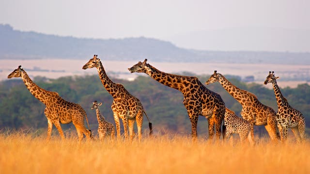 Eine Gruppe Giraffen mit Jungtieren steht in der Savanne. Im Hintergrund wachsen Bäume, noch weiter im Hintergrund ragen Berge auf. Das Gras ist gelb. Die Giraffen blicken nach links. Ein erwachsenes Tier hat den Kopf etwas gesenkt und streckt den Hals nach vorne.