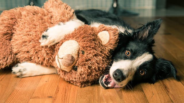 Ein Border Collie knuddelt einen Stoffbären