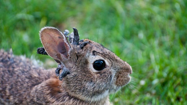 Ein Kaninchen mit braunem Fell sitzt im Gras. Auf seinem Kopf sind dunkle, unregelmäßige Wucherungen sichtbar. Der Hintergrund ist unscharf und zeigt grüne Grashalme.