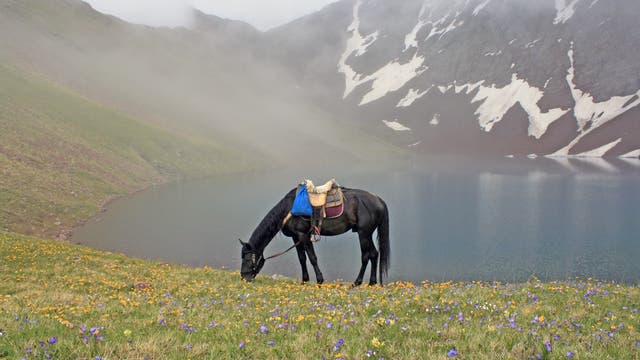 Ein schwarzes Pferd mit Sattel und Satteltaschen grast auf einer blühenden Wiese vor einem ruhigen Bergsee. Im Hintergrund sind schneebedeckte Berge und Nebel zu sehen, die eine friedliche und malerische Landschaft schaffen.