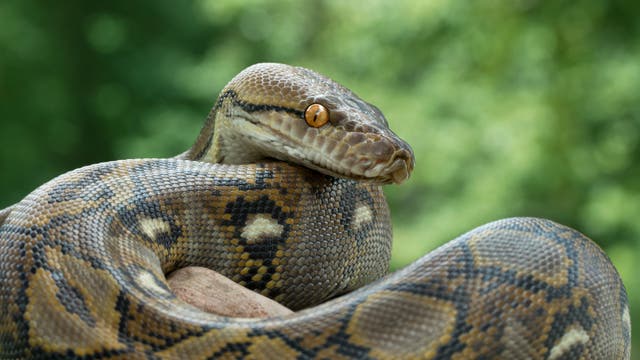 Ein großer Python mit gemusterten Schuppen ist in Nahaufnahme zu sehen, während er sich um einen Ast windet. Der Hintergrund ist unscharf und zeigt grüne Vegetation. Die Schlange hat ein markantes, bernsteinfarbenes Auge und eine ruhige Haltung.