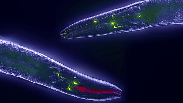 Fadenwurm (Caenorhabditis elegans) mit grün eingefärbten Neuronen