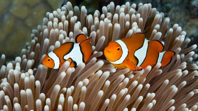 Zwei Clownfische schwimmen zwischen den Tentakeln einer Seeanemone im Meer. Die Fische sind orange mit weißen Streifen und schwarzen Rändern. Die Umgebung ist ein Korallenriff mit weichen, hellbraunen Tentakeln, die sich im Wasser bewegen.