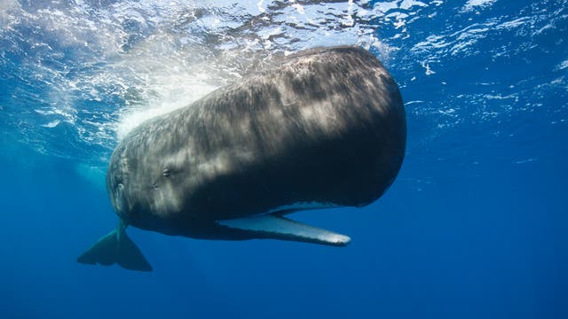 Ein Pottwal schwimmt unter Wasser in einem klaren, blauen Ozean. Der Wal ist von der Seite zu sehen, mit geöffnetem Maul und sichtbarer Fluke. Sonnenlicht bricht durch die Wasseroberfläche und erzeugt Muster auf der Haut des Wals. Keine Menschen sind im Bild.