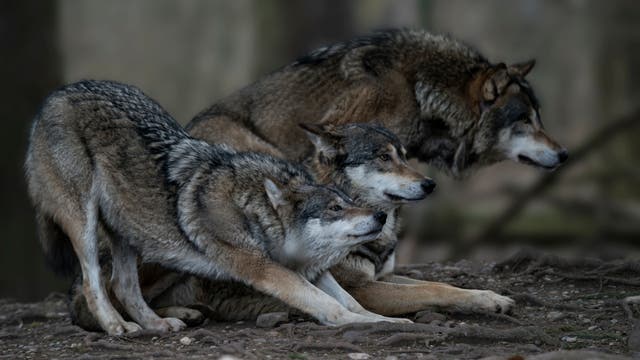Drei Wölfe stehen eng beieinander auf einem erdigen Boden. Sie blicken aufmerksam in dieselbe Richtung. Die Umgebung ist unscharf, was den Fokus auf die Tiere lenkt. Die Wölfe haben dichtes, graubraunes Fell mit markanten Mustern.