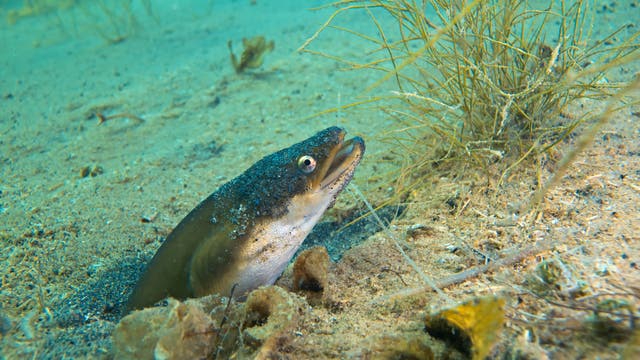 Am sandigen Grund des Helenesees in Brandenburg, dem Restloch eines Braunkohletagebaus, zeigt sich ein Exemplar des Europäischen Aals.