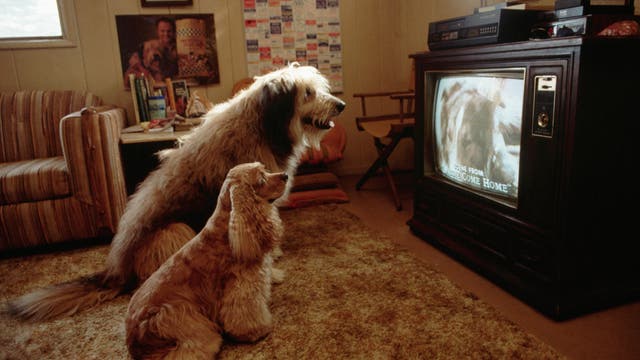 Zwei Hunde sitzen vor einem alten Röhrenfernseher und schauen aufmerksam auf den Bildschirm. Darauf zu sehen ist ein Hund in Nahaufnahme sowie der Text »Scene from: Lassie come Home«. Im Hintergrund sind ein Sofa, ein Sessel, ein Tisch mit Büchern sowie Bilder zu sehen.