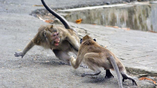 Zwei Affen auf einer asphaltierten Straße sind in eine aggressive Auseinandersetzung verwickelt. Der Affe links zeigt die Zähne und scheint zu schreien, während der Affe rechts in einer abwehrenden Haltung steht. Im Hintergrund sind unscharfe Pflastersteine und ein Bordstein zu sehen. Die Szene vermittelt eine dynamische und angespannte Stimmung.