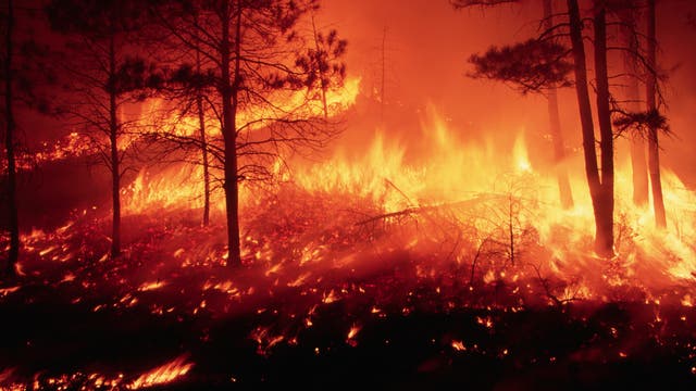 Ein intensives Waldfeuer breitet sich durch einen dichten Wald aus. Die Flammen lodern hoch und beleuchten die Bäume, während Rauch den Himmel verdunkelt. Die Szene zeigt die zerstörerische Kraft des Feuers in der Natur.