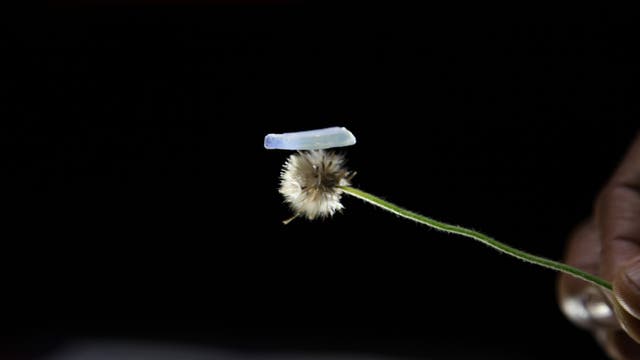 Eine Hand hält einen dünnen Pflanzenstängel mit einer flauschigen, kugelförmigen Blüte. Auf der Blüte balanciert ein kleiner, länglicher, durchscheinender Gegenstand. Der Hintergrund ist dunkel, wodurch die Pflanze und der Gegenstand hervorgehoben werden.