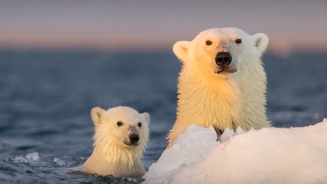 Zwei Eisbären, ein erwachsener Bär und ein Jungtier, schwimmen im arktischen Ozean. Der erwachsene Bär stützt sich auf ein Stück Eis, während das Jungtier neben ihm im Wasser schwimmt. Der Himmel im Hintergrund ist leicht bewölkt und die Szene wird von einem sanften Licht beleuchtet.