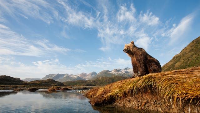 Ein Grizzlybär sitzt auf einer grasbewachsenen Böschung am Ufer eines ruhigen Flusses. Im Hintergrund erstreckt sich eine Berglandschaft unter einem klaren blauen Himmel mit leichten Wolken.