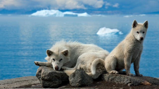 Zwei weiße Grönlandhunde ruhen auf einem felsigen Vorsprung mit Blick auf das Meer. Im Hintergrund sind Eisberge im blauen Wasser zu sehen, der Himmel ist bewölkt. Beide Hunde schauen direkt in die Kamera, der ältere liegende Hund wirkt entspannt, während der junge Hund aufmerksam blickt.