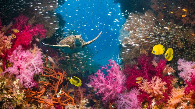 Eine Meeresschildkröte schwimmt durch ein lebendiges Korallenriff, umgeben von bunten Fischen und Korallen in Pink, Rot und Orange. Im Hintergrund sind zahlreiche kleine Fische zu sehen, die im blauen Wasser schwimmen. Die Szene vermittelt die Vielfalt und Schönheit des Meereslebens.