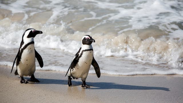 Zwei Pinguine spazieren am Strand entlang, während im Hintergrund die Wellen des Meeres sanft an den Sand schlagen. Die Szene zeigt die natürliche Umgebung der Pinguine und vermittelt ein Gefühl von Ruhe und Freiheit.