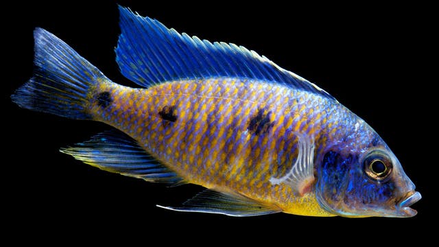 Ein leuchtend bunter Buntbarsch schwimmt vor einem schwarzen Hintergrund. Der Fisch hat markante blaue Flossen und einen gelben Körper mit blauen Streifen und 3 dunklen Flecken entlang des Körpers. Keine Menschen oder Text im Bild.