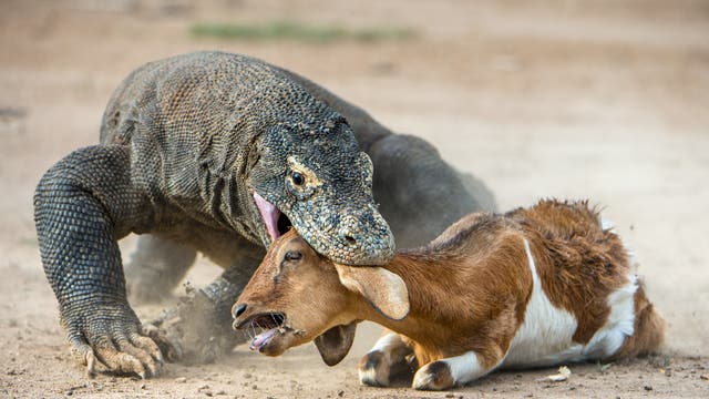 Ein grauer Komodowaran beißt in den Kopf einer braunweißen Ziege, der diese Attacke überhaupt nicht gefällt.