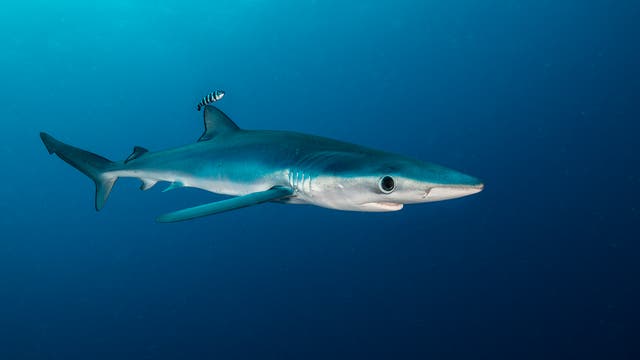 Ein Blauhai schwimmt in tiefem, blauem Wasser. Ein kleiner, schwarz-weiß gestreifter Lotsenfisch schwimmt über dem Rücken des Hais. 