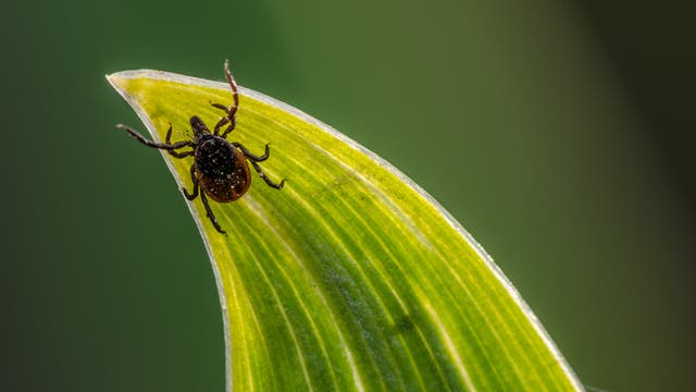 Makroaufnahme: eine Zecke sitzt auf einem spitz zulaufenden Blatt in der Natur, der Hintergrund ist unscharf grün.